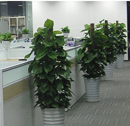 呼和浩特办公室绿植租赁，你需要考虑哪些方面